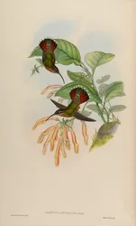 Glaucis lanceolata
